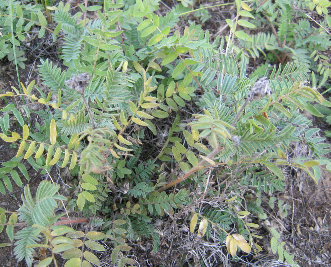 Image of Oxytropis pilosa specimen.