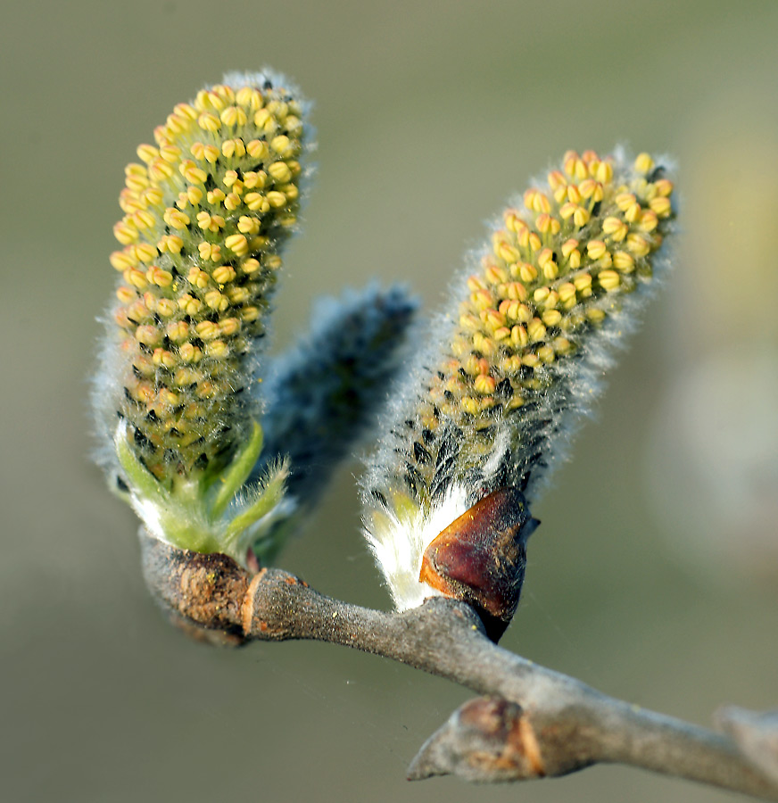 Image of Salix caprea specimen.