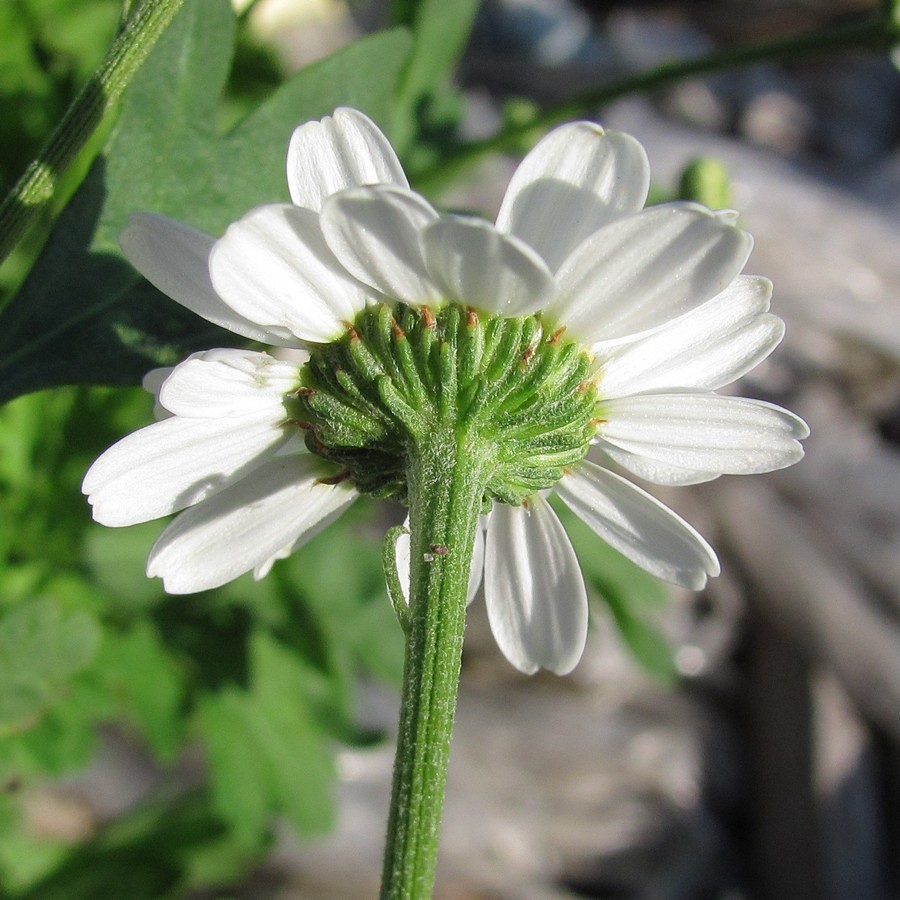 Изображение особи Pyrethrum parthenium.