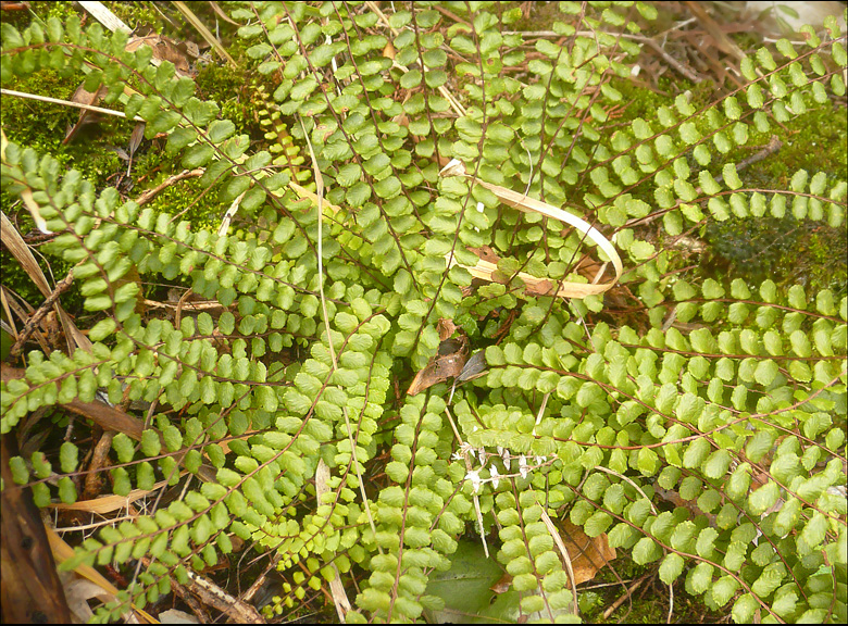 Image of Asplenium trichomanes specimen.