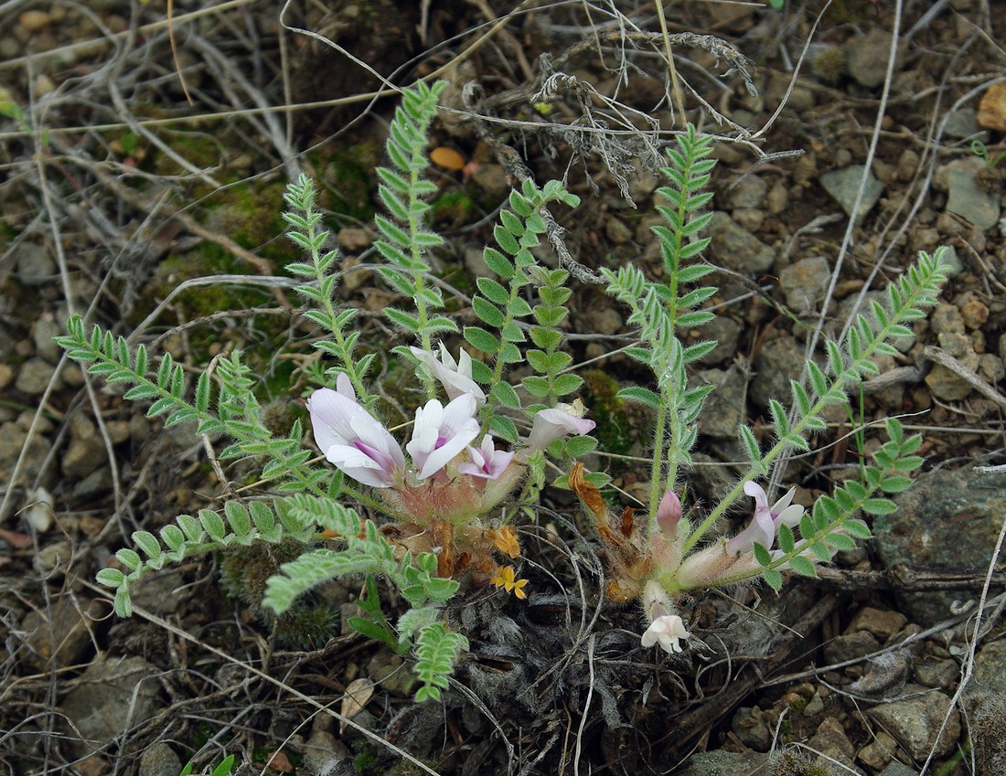 Image of Astragalus testiculatus specimen.