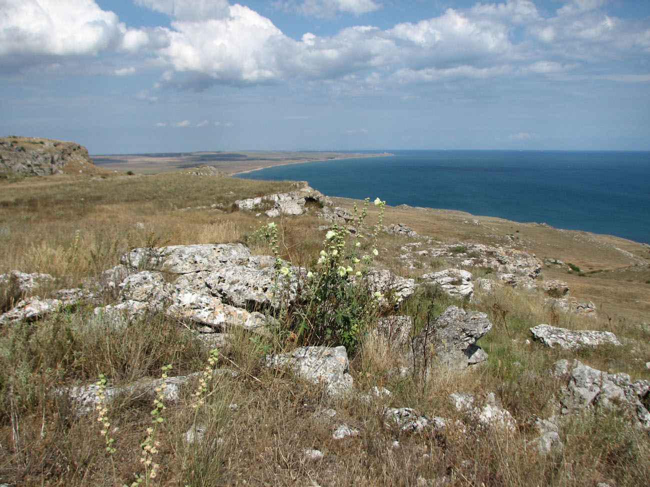 Image of Alcea rugosa specimen.