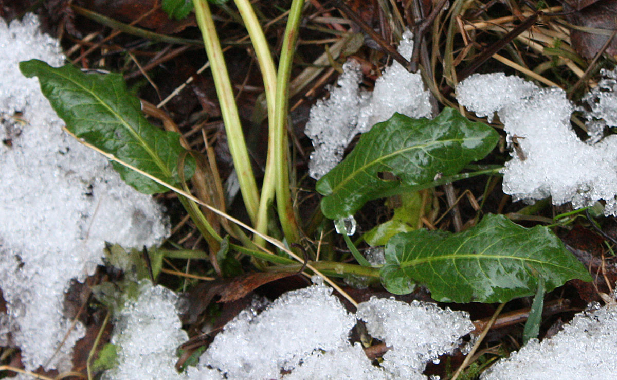 Image of Rumex obtusifolius specimen.