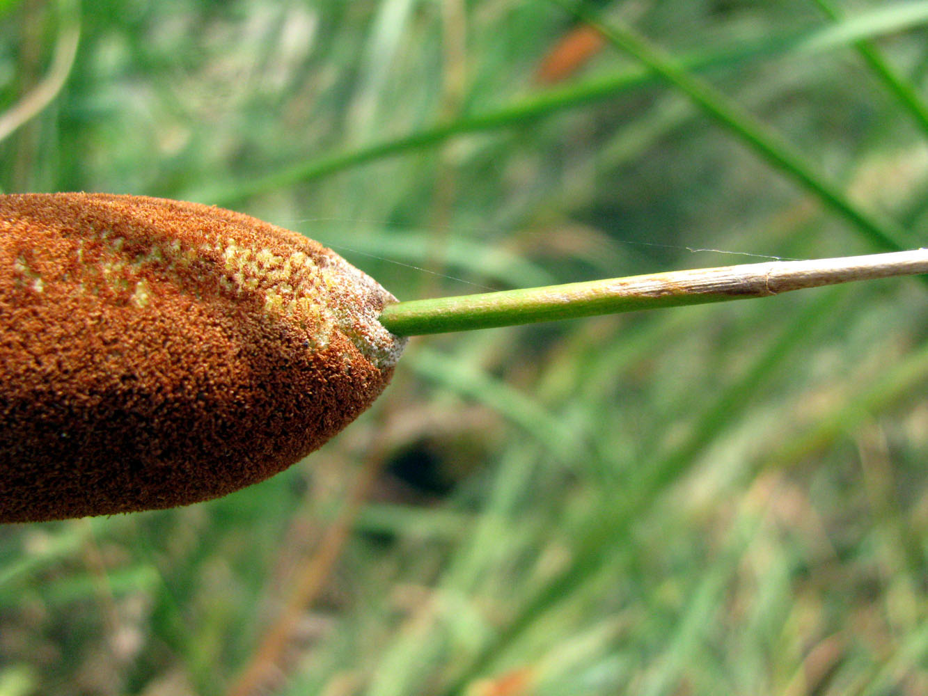 Image of Typha laxmannii specimen.