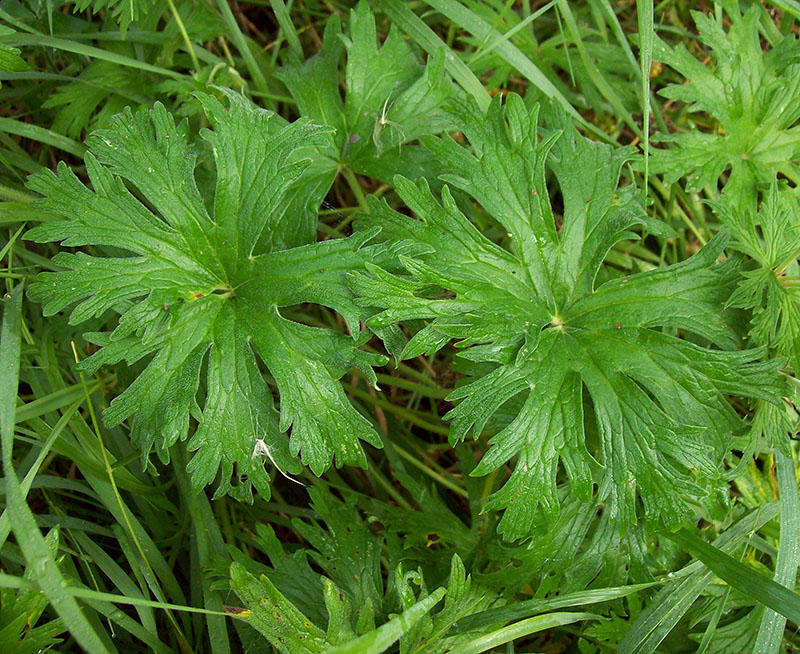 Изображение особи Geranium pratense.