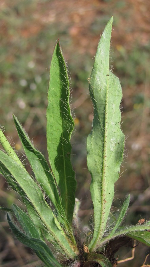 Image of genus Hieracium specimen.