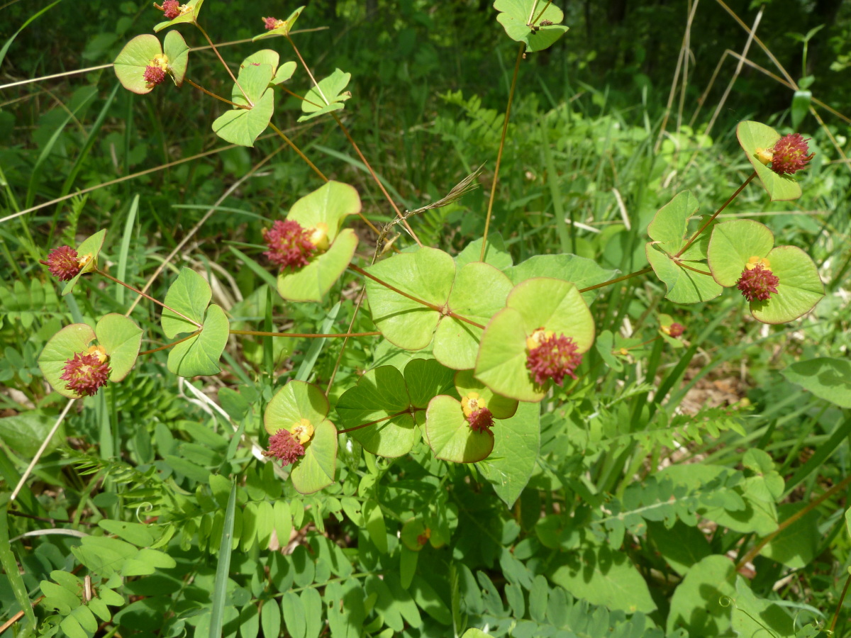 Image of Euphorbia squamosa specimen.