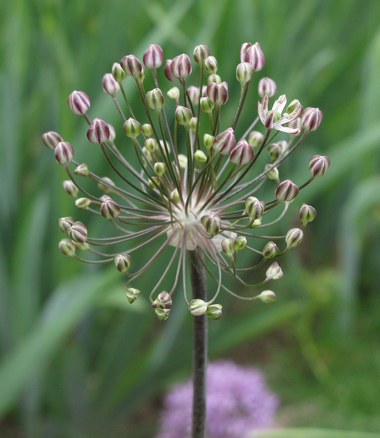 Изображение особи Allium decipiens.