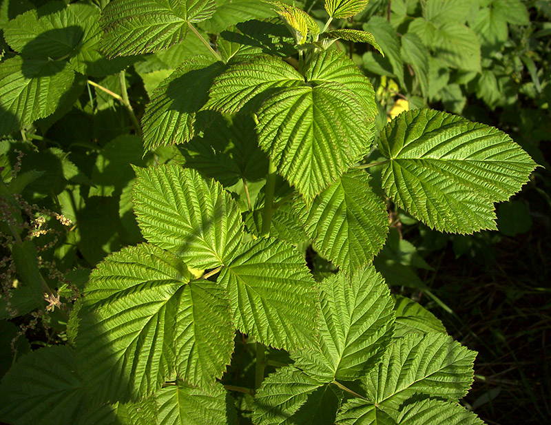 Image of Rubus idaeus specimen.