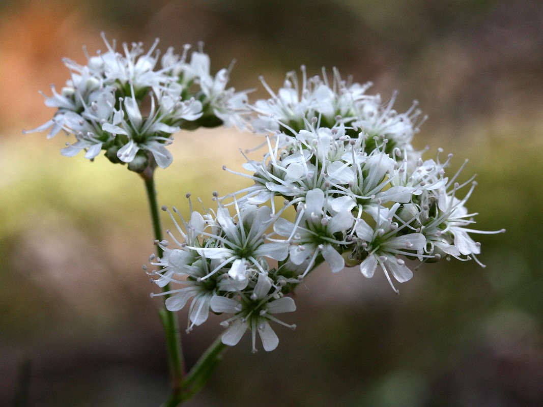 Image of Gypsophila fastigiata specimen.