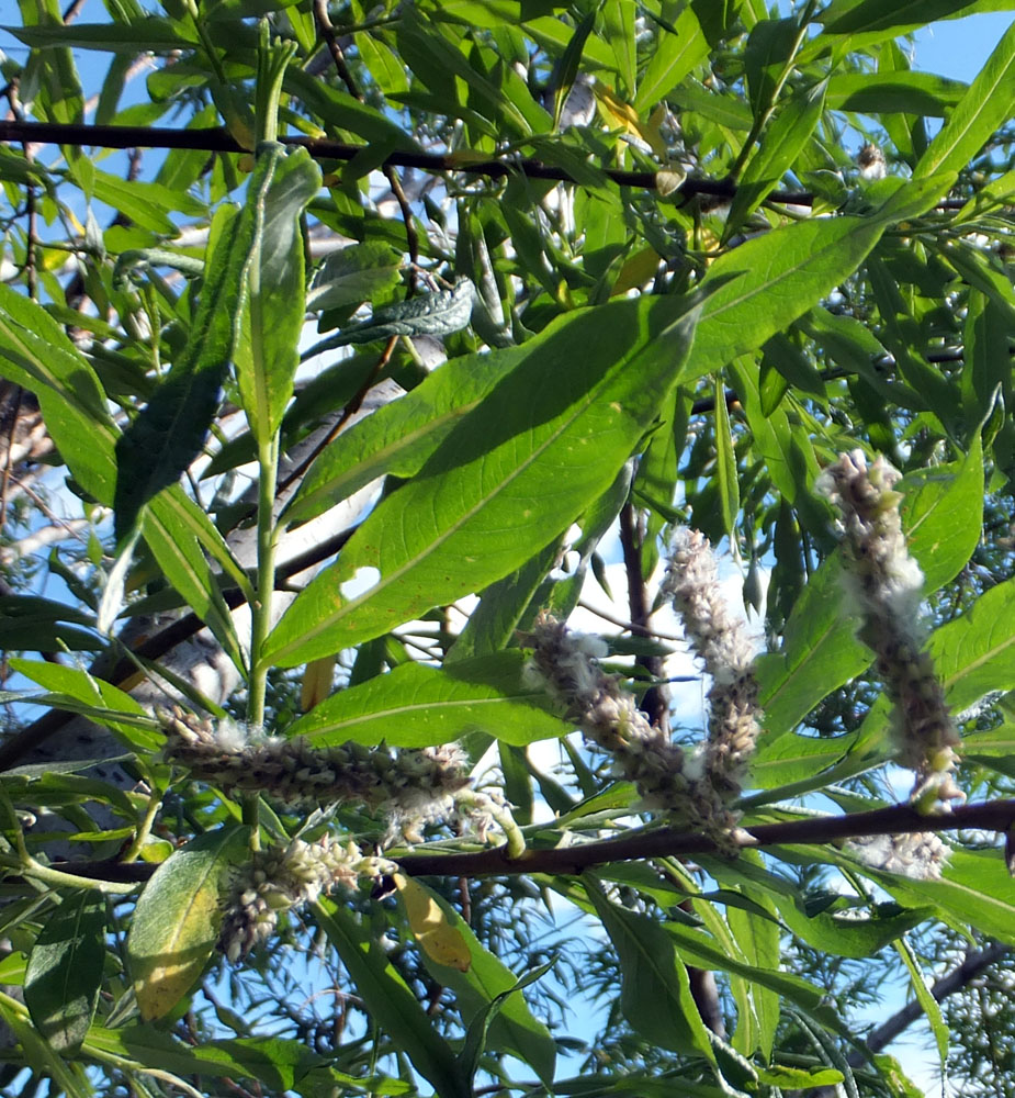 Изображение особи Salix schwerinii.