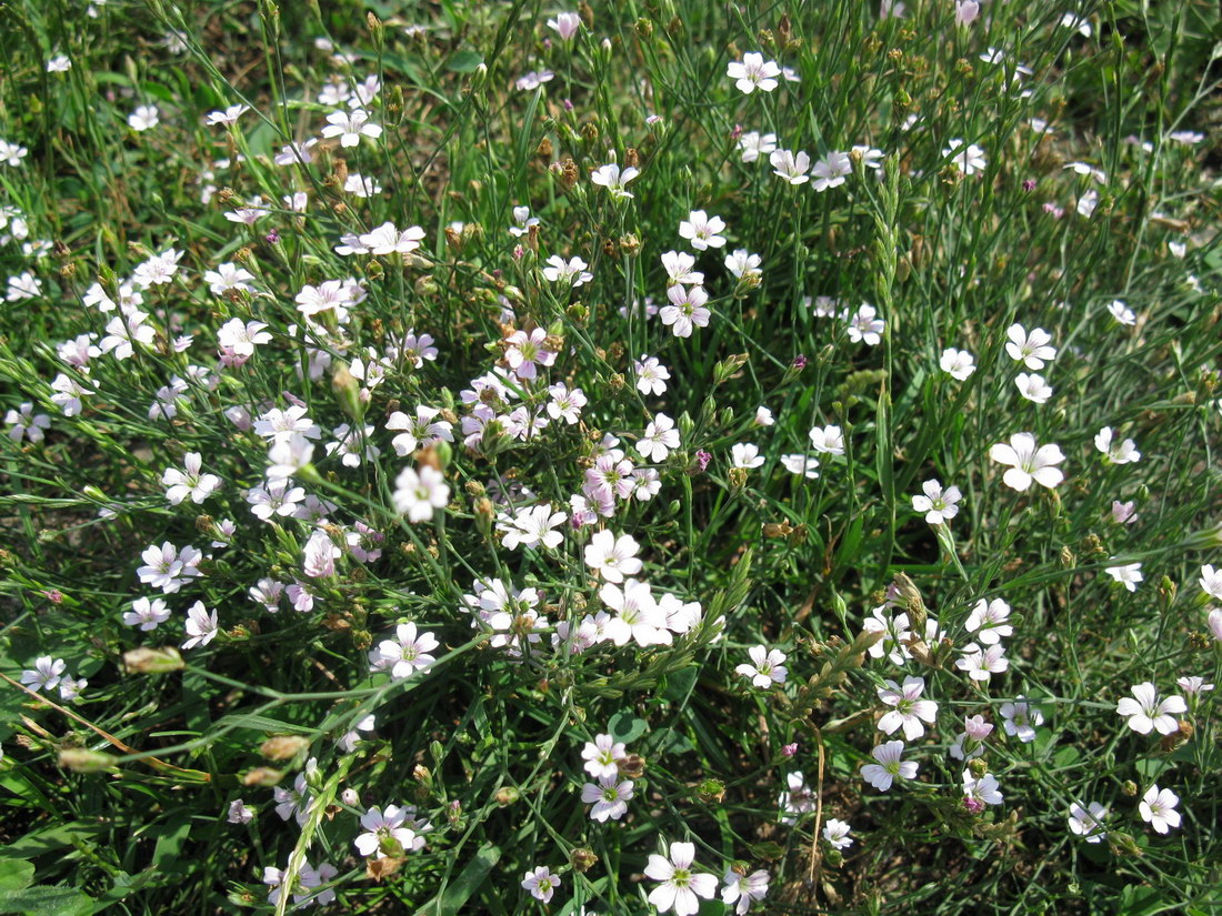 Image of Petrorhagia saxifraga specimen.