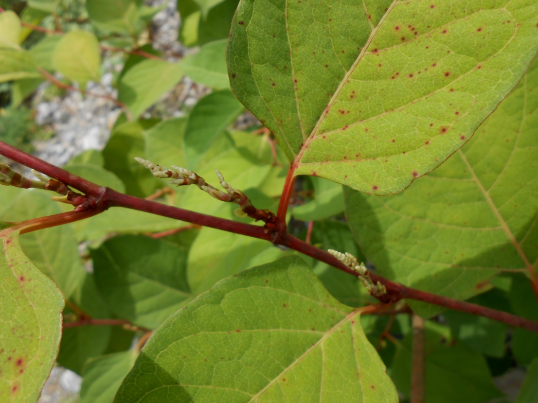 Изображение особи Reynoutria japonica.