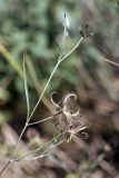 Koelpinia linearis. Верхушка побега с соплодиями. Южный Казахстан, долина реки Боролдай в нижнем течении. 31.05.2012.