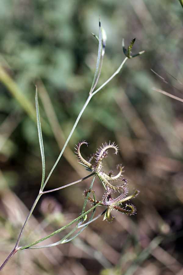 Изображение особи Koelpinia linearis.