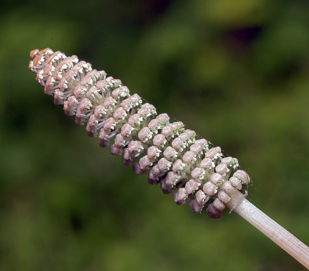 Image of Equisetum sylvaticum specimen.