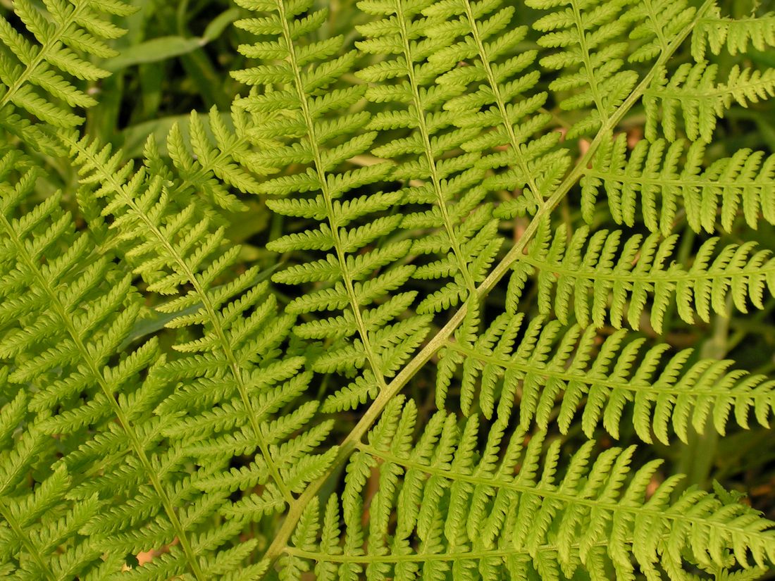 Image of Athyrium filix-femina specimen.