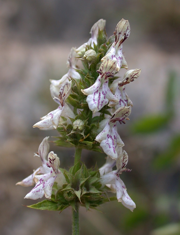 Image of Stachys distans specimen.