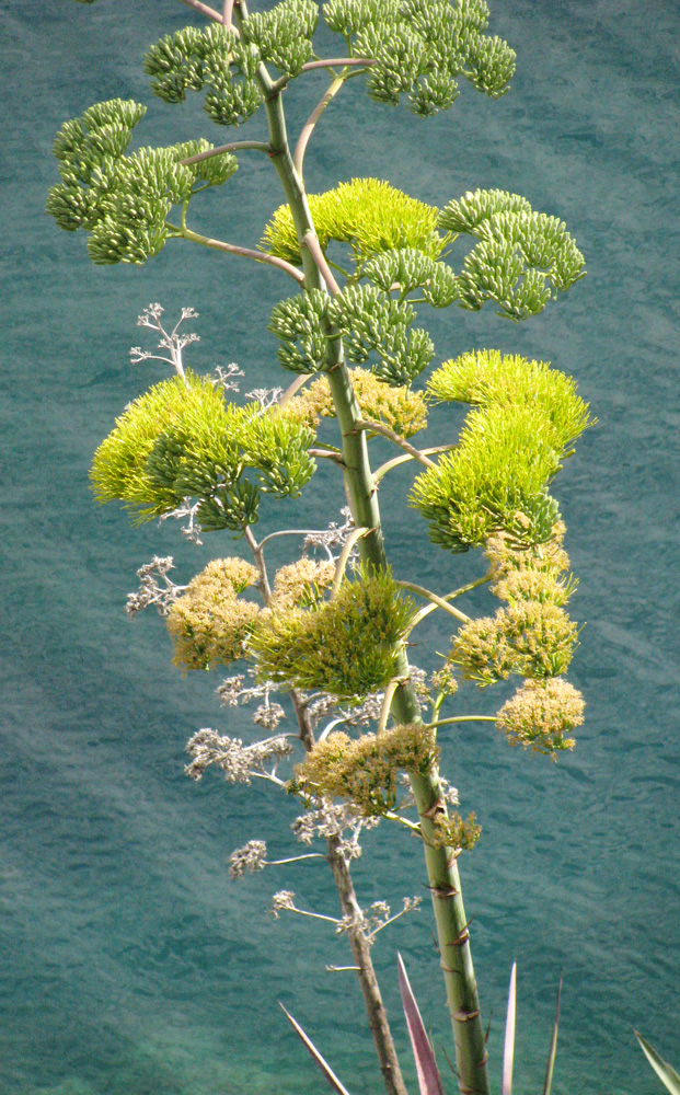 Image of genus Agave specimen.