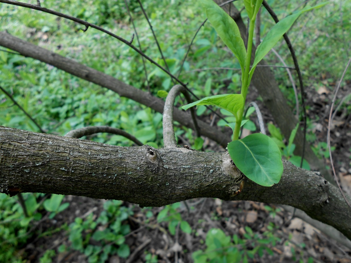 Image of genus Exochorda specimen.