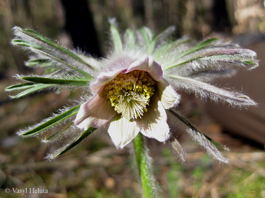 Image of Pulsatilla &times; wolfgangiana specimen.