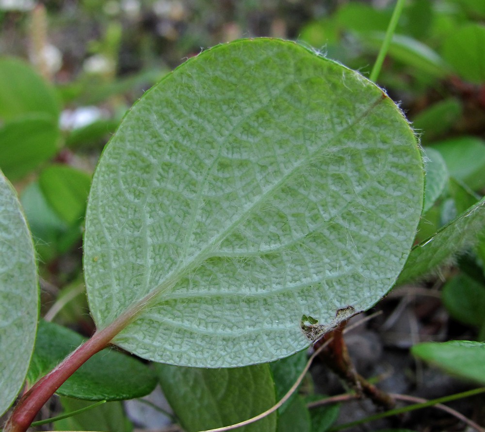 Изображение особи Salix reticulata.