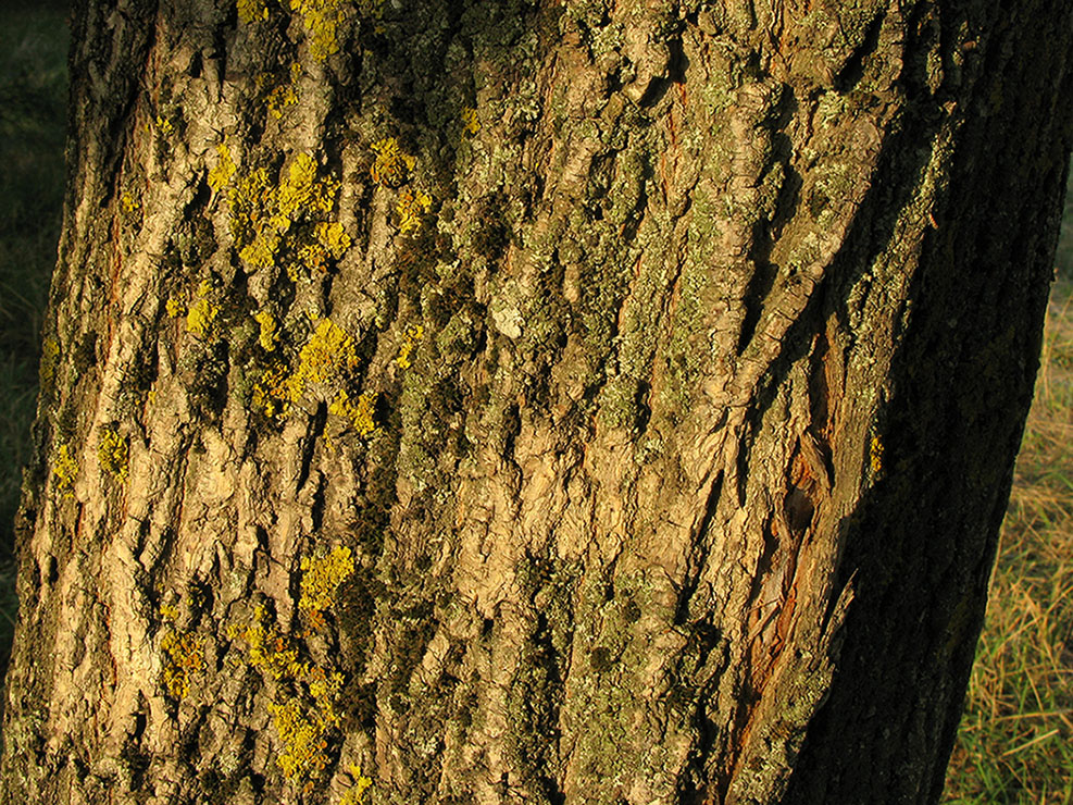 Image of Acer platanoides specimen.