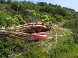 Allium psebaicum