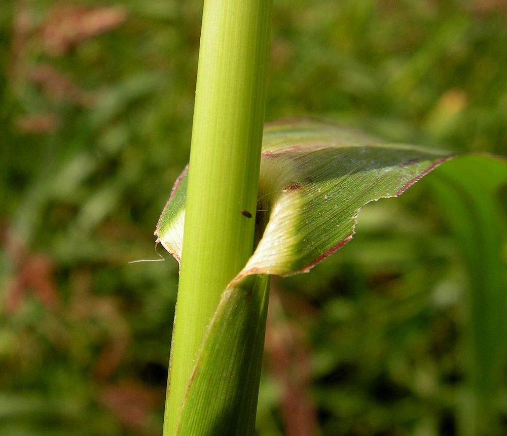 Изображение особи Echinochloa crus-galli.