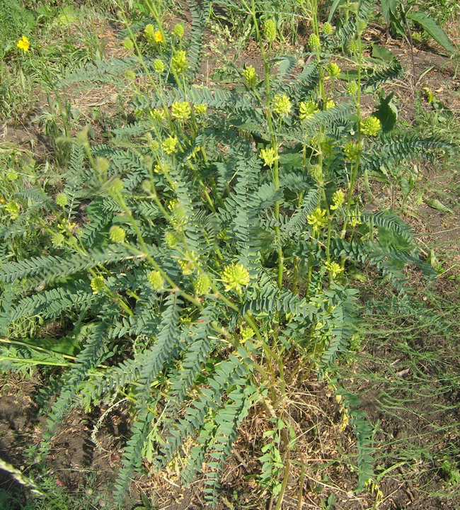 Изображение особи Astragalus ponticus.