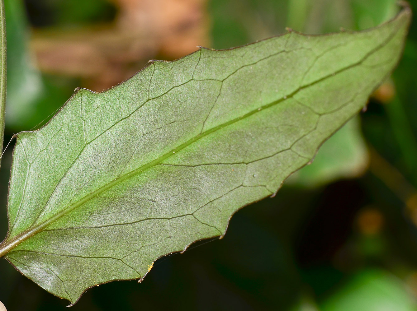 Image of Pseudogynoxys chenopodioides specimen.