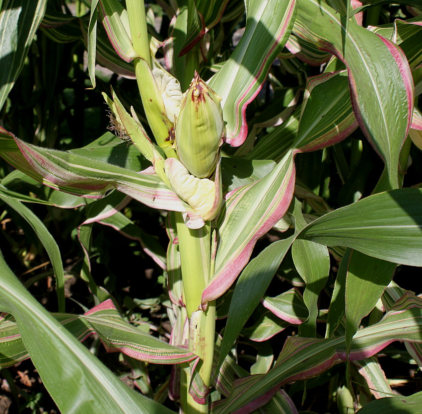 Image of Zea mays specimen.