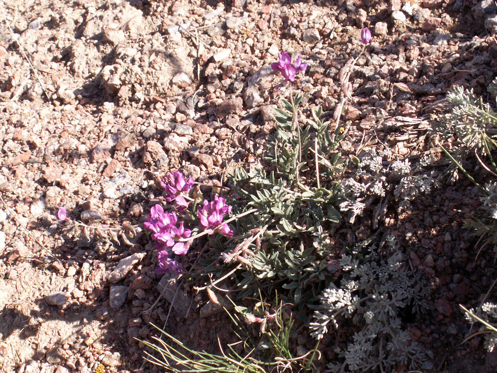 Изображение особи Oxytropis ervicarpa.