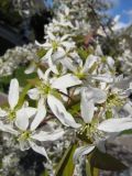 genus Amelanchier