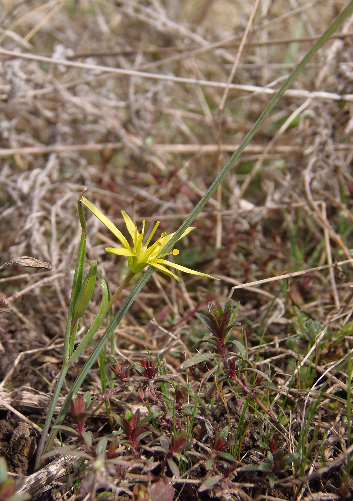 Image of genus Gagea specimen.