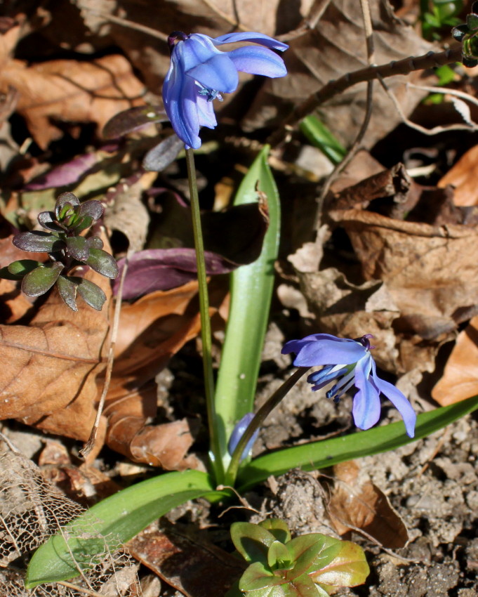 Изображение особи Scilla siberica.