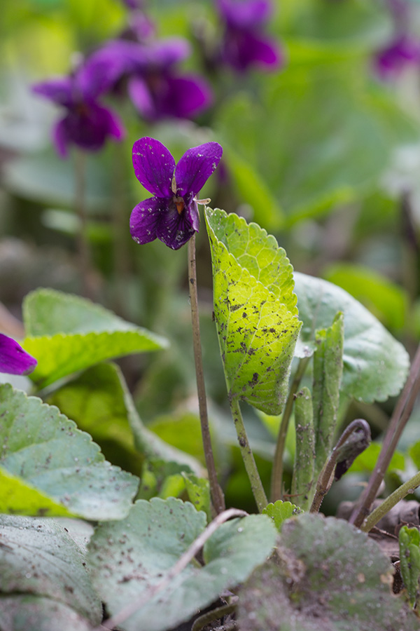 Image of Viola odorata specimen.