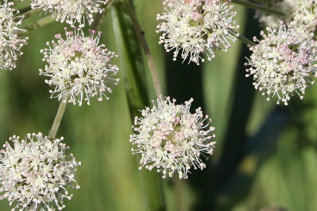 Image of Angelica sylvestris specimen.