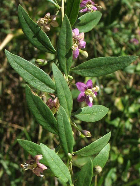 Image of Lycium barbarum specimen.