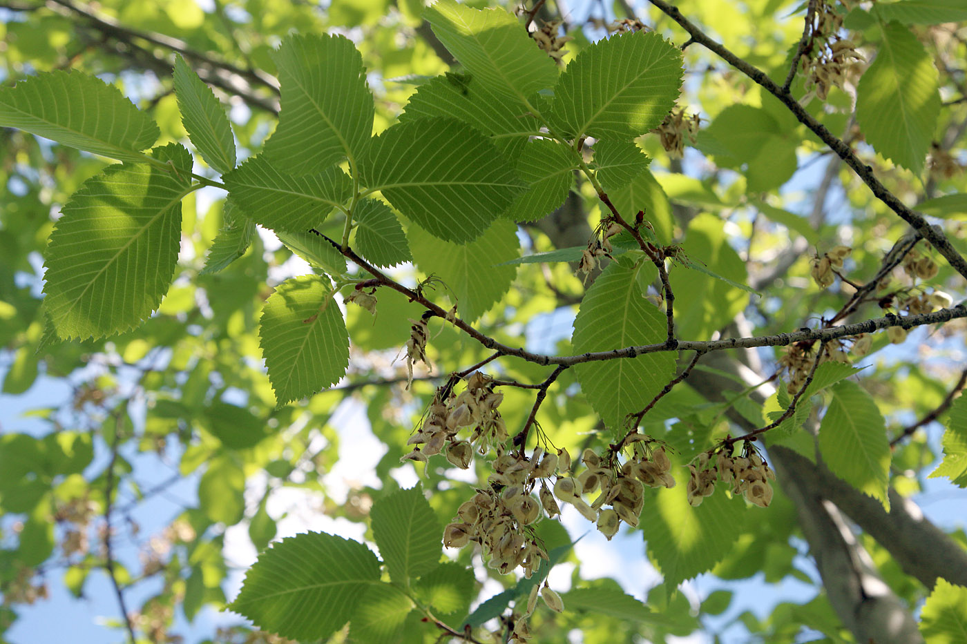 Изображение особи Ulmus laevis.