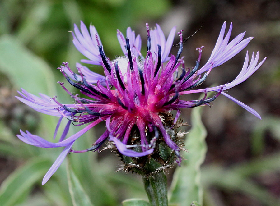 Image of Centaurea triumfettii specimen.