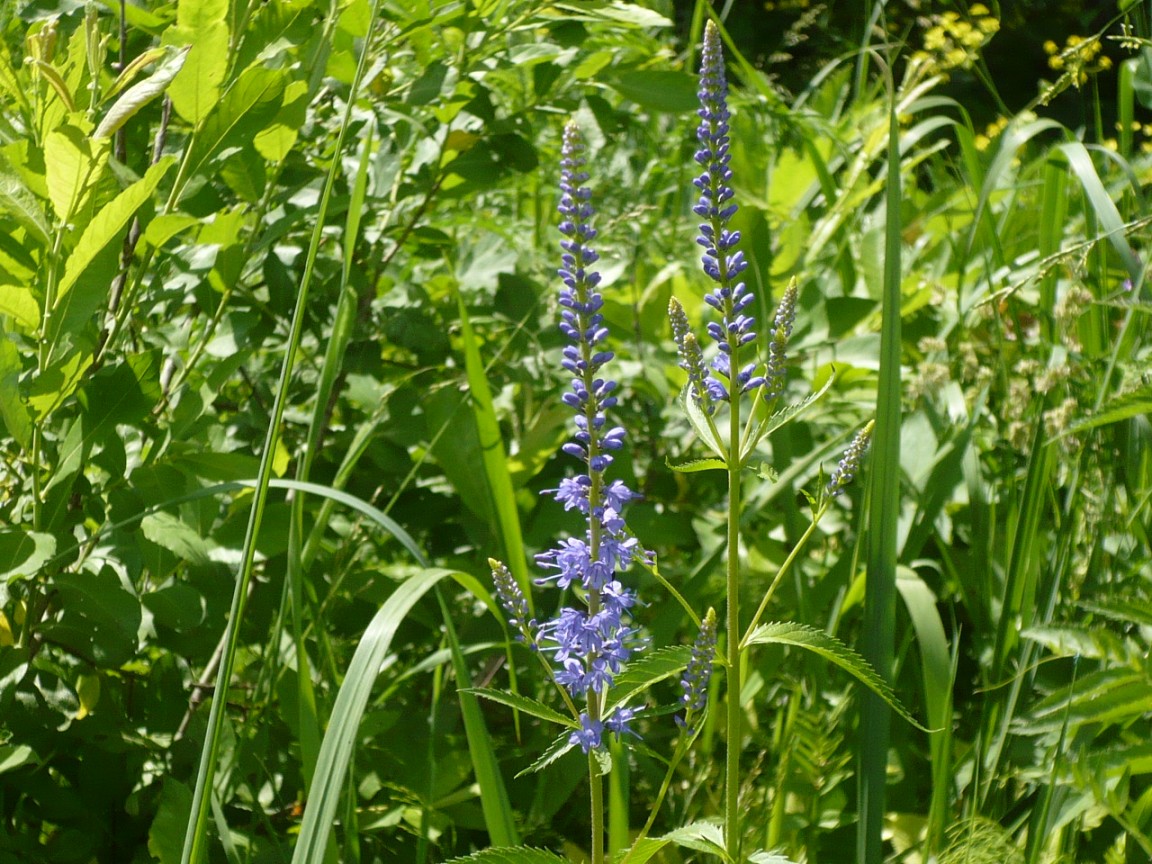 Image of Veronica longifolia specimen.