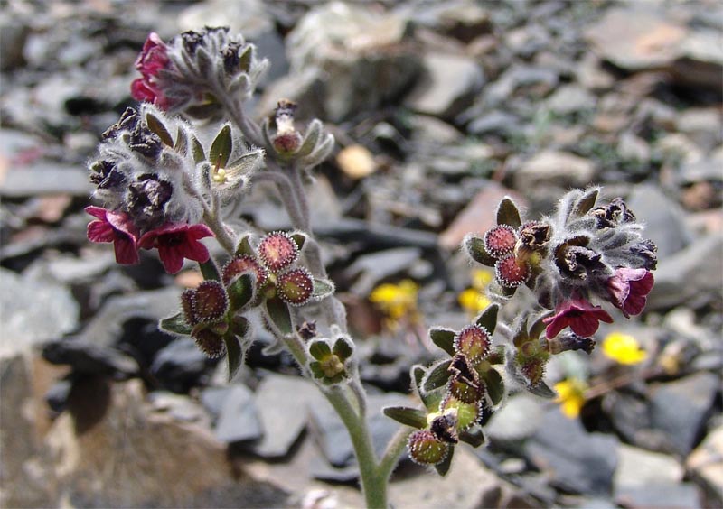 Изображение особи Cynoglossum holosericeum.