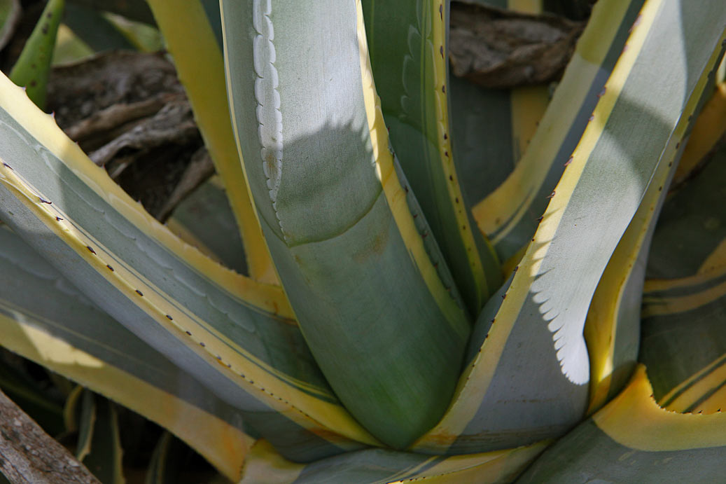 Image of Agave americana var. variegata specimen.