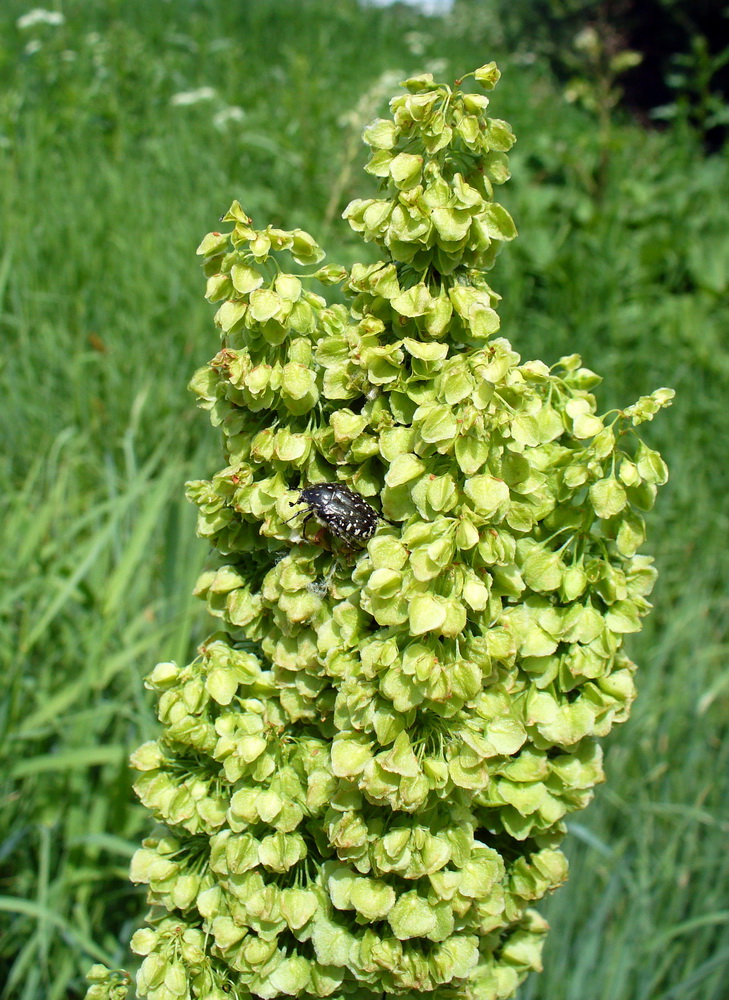 Image of Rumex confertus specimen.