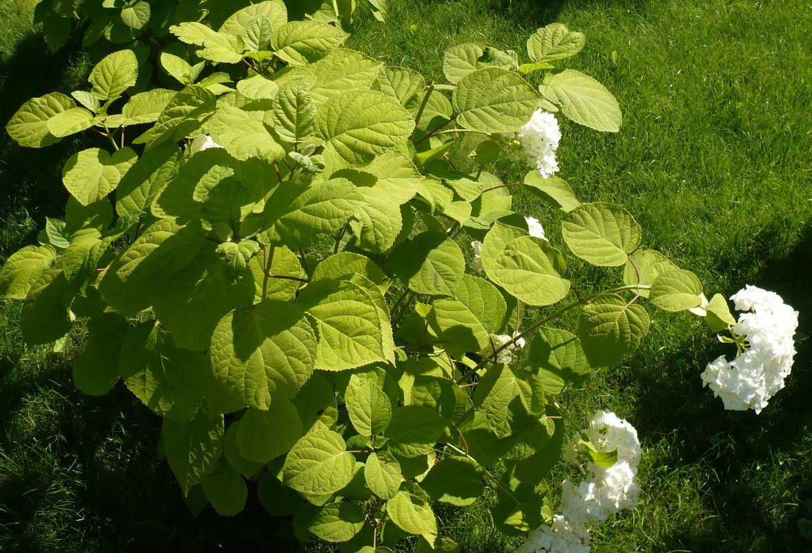 Image of Hydrangea arborescens specimen.