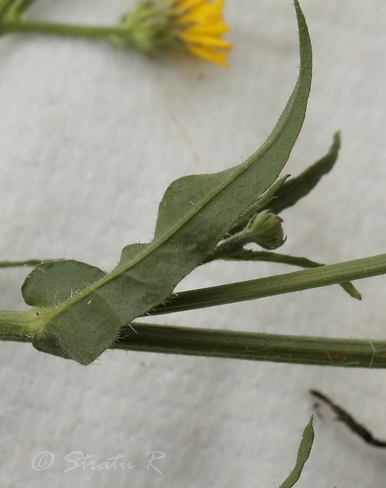 Image of genus Picris specimen.