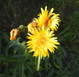 Sonchus arvensis ssp. uliginosus