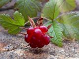 Rubus arcticus