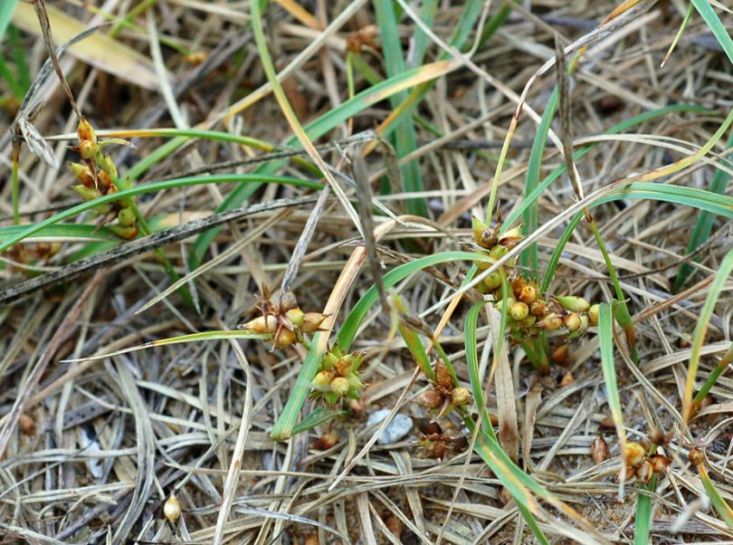 Изображение особи Carex pumila.